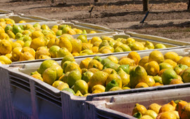 ZIM Helps Spanish Growers Export Citrus to Canada